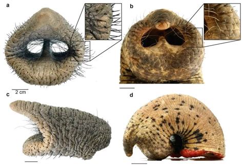 大象鼻孔|《5分钟生物课》：象鼻是怎样变长、长、长的？